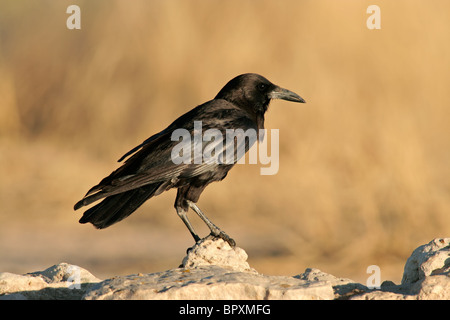 Eine schwarze Krähe (Corvus Capensis) thront auf einem Felsen, Kgalagadi Transfrontier Park, Südafrika Stockfoto