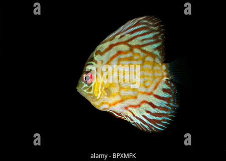 Unterwasser-Blick von einem bunten blauen Diskusfische (Symphysodon Aequifasciata) Stockfoto