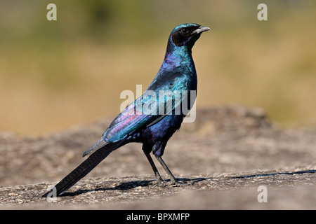 Burchell Starling (Glanzstare Australis), Sabi Sand Naturschutzgebiet, Südafrika Stockfoto