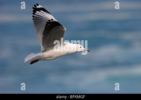 Eine Möwe Seetang (Larus Dominicanus) während des Fluges, Südafrika Stockfoto