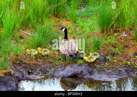 Kanada-Gans & fünf Gosling Fütterung von Teichwasser See Fluss Stockfoto