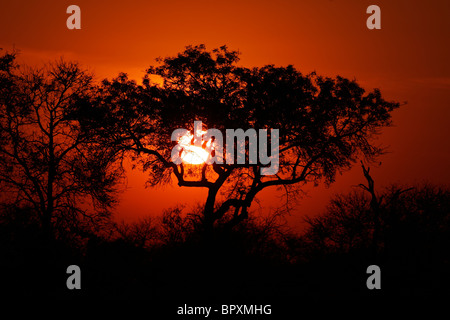 Sonnenuntergang mit Silhouette afrikanischen Savanne Bäume, Krüger Nationalpark, Südafrika Stockfoto