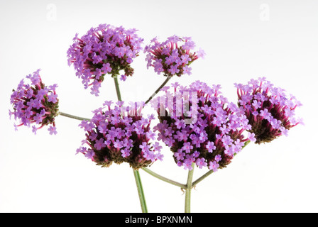 Verbena Bonariensis Eisenkraut patagonica Stockfoto