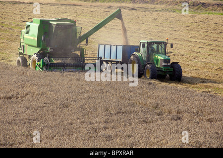 Eine Mähdreschers schneidet Weizen mit einem Traktor und Anhänger, das Korn zu sammeln. Stockfoto