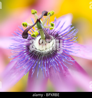 Nahaufnahme Makro Bild von einem einzigen Flowerhead aus der Passionsblume - Passiflora "Lavendel Lady" Stockfoto