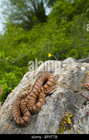 ASP Viper, Aspik Viper (Vipera Aspis), im Lebensraum, der Schweiz, Jura, Neuenburger See Stockfoto