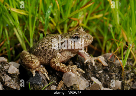 Hebamme-Kröte (Alytes Obstetricans, Alytes Obstetricans Boscai), auf nassen Steinen, Spanien, Oviedo Stockfoto