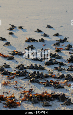 Freisetzung von 1 Tag alt Karettschildkröten (Eretmochelys Imbricata) Jungtiere auf den Strand von Bird Island bei Sonnenuntergang Stockfoto