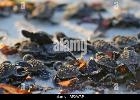 Freisetzung von 1 Tag alt Karettschildkröten (Eretmochelys Imbricata) Jungtiere auf den Strand von Bird Island bei Sonnenuntergang Stockfoto