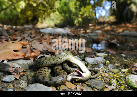 Würfel-Schlange (Natrix Tessellata), playing Possum neben einem Bach, Griechenland, Creta Stockfoto