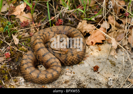 ASP Viper, Aspik Viper (Vipera Aspis), im Lebensraum, der Schweiz, Jura, Neuenburger See Stockfoto