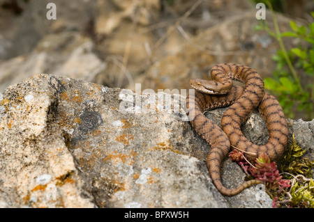 ASP Viper, Aspik Viper (Vipera Aspis), im Lebensraum, der Schweiz, Jura, Neuenburger See Stockfoto