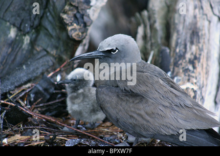 Braun oder gemeinsame Noddy (Anous Stolidus) in einem Nest mit einem jungen Noddy Küken nach ein tropischer Sturm auf Bird Island Stockfoto