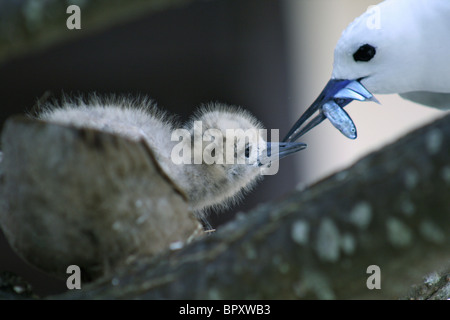 Erwachsenen White Tern (Gygis Alba) auch fälschlicherweise bekannt als eine Fee Tern, Fütterung frisch gefangenen Fisch, eine junge Küken, Bird Island Stockfoto