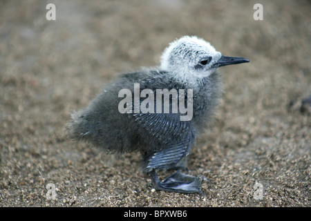 Braun oder gemeinsame Noddy Küken (Anous Stolidus) aus seinem Nest in schwere tropische Stürme auf Bird Island gefallen Stockfoto