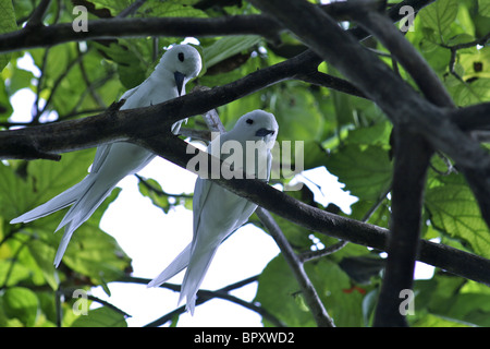 Zwei Erwachsene weiß Seeschwalben (Gygis Alba) auch fälschlicherweise bekannt als eine Fee Tern gepaart in einem Baum auf Bird Island Stockfoto