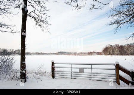 Im Wald ist Neuschnee gefallen. Stockfoto