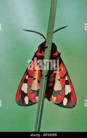 Creme-Ort Tiger Moth (Epicallia Villica - Arctia Villica) - Unterseite anzeigen - Vaucluse - Provence - Frankreich Stockfoto