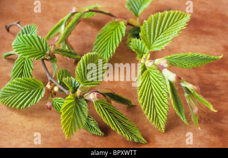 Nahaufnahme von Zweige frischen grünen Frühling Blätter der Hainbuche oder Carpinus Betulus nach dem Öffnen nur noch tief gerillt Stockfoto