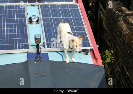 Hund und Solar-Panels auf einem Kanal schmale Boot in Grand Union Canal, Großbritannien. Stockfoto