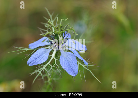 Love-in-a-Mist - Mulberry Rose - Teufel-in-a-Bush (Nigella Damascena) - Blüte im Frühjahr - Vaucluse - Provence - Frankreich Stockfoto