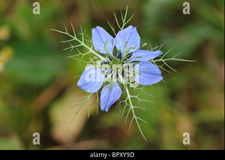 Love-in-a-Mist - Mulberry Rose - Teufel-in-a-Bush (Nigella Damascena) - Blüte im Frühjahr - Vaucluse - Provence - Frankreich Stockfoto