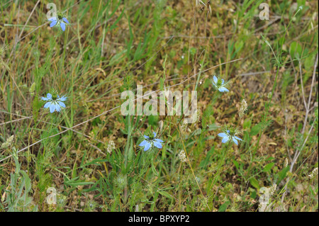 Love-in-a-Mist - Mulberry Rose - Teufel-in-a-Bush (Nigella Damascena) - Blüte im Frühjahr - Vaucluse - Provence - Frankreich Stockfoto