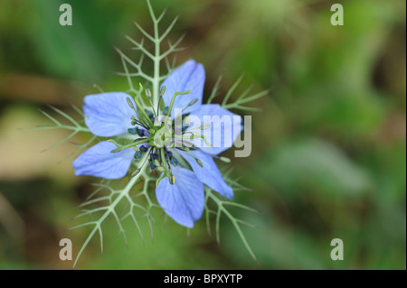 Love-in-a-Mist - Mulberry Rose - Teufel-in-a-Bush (Nigella Damascena) - Blüte im Frühjahr - Vaucluse - Provence - Frankreich Stockfoto