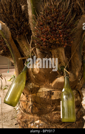 Traditionelle Palmöl antippen, Oussouye, Casamance, Senegal Stockfoto