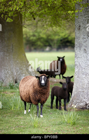 Balwen Welsh Mountain sheep Stockfoto