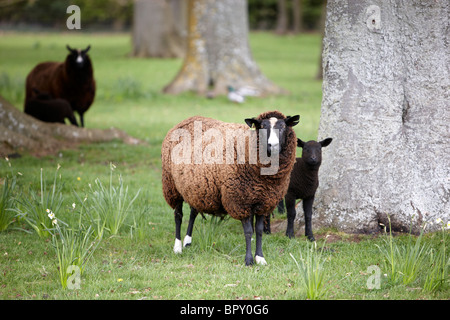 Balwen Welsh Mountain sheep Stockfoto