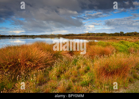 Wildblumen und Schilf am See Bagdad salt lake mit Wadjemup Leuchtturm in der Ferne Stockfoto