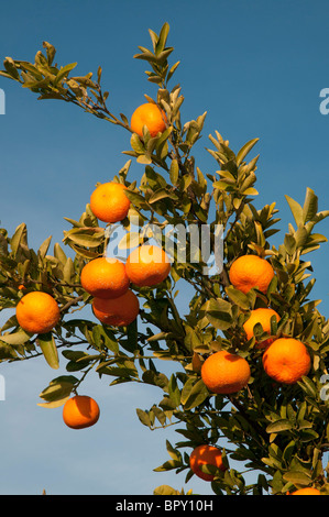 Reife Mandarinen auf einem Baum in Sunraysia/Riverina, Murray River Berigation Area in Australien Stockfoto
