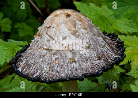 Eine zottige Tinte Kappe Pilz Stockfoto