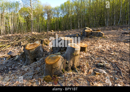 Forstwirtschaft, clearing schneiden Buche Bäume Stockausschlag mit Anzeichen von Glockenblumen Rückkehr in Wiese Stockfoto