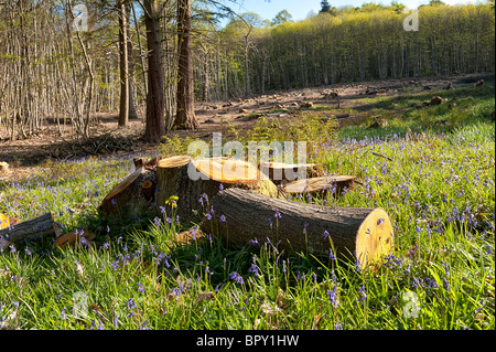 Forstwirtschaft, clearing schneiden Buche Bäume Stockausschlag mit Anzeichen von Glockenblumen Rückkehr in Wiese Stockfoto