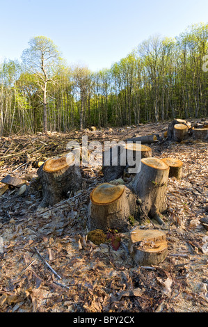 Forstwirtschaft, clearing schneiden Buche Bäume Stockausschlag mit Anzeichen von Glockenblumen Rückkehr in Wiese Stockfoto