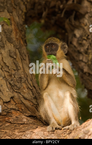 Callithrix Affen oder Green Monkey, grüne (Aethiops) Sabaeus, Parc National de Niokolo-Koba, Senegal Stockfoto