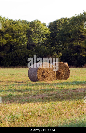 Runde Strohballen, die darauf warten, von einem Landwirt in einem Feld in Dorset, England, UK gesammelt werden Stockfoto