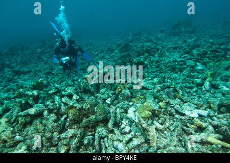 Taucher mit einer Videokamera filmt ein Riff Fische Bombardierung, eine zerstörerische Praxis Biak, West-Papua, Indonesien zerstört. Stockfoto