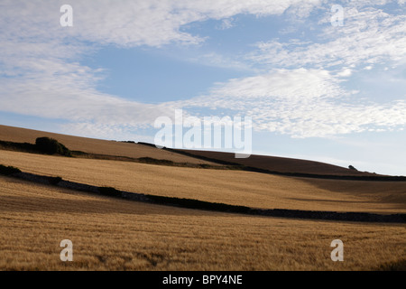 Weizenfelder in Devon Stockfoto