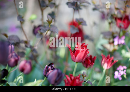 lila rot schwarz dunkel Tulpen Stockfoto