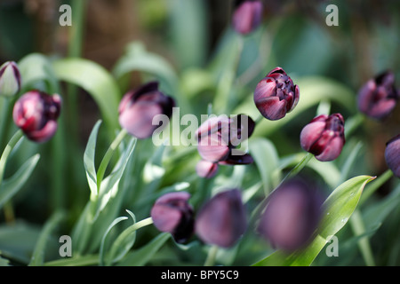 schwarz-violette Tulpen Stockfoto