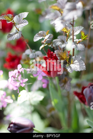 Rote Tulpen Grenze Frühling Drop Fokus verträumt Stockfoto