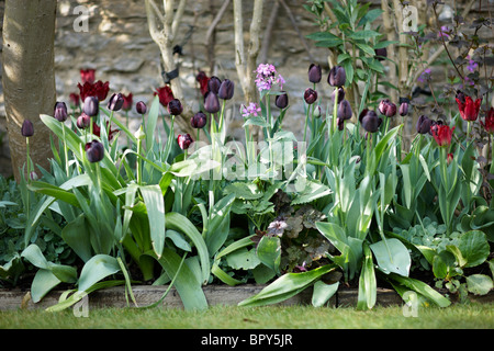 schwarz-violette Tulpen Grenze Frühling Stockfoto