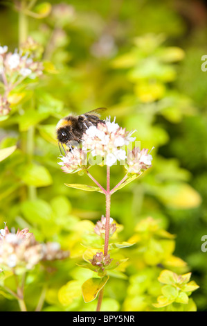 Eine Buff-tailed Hummel bestäubt ein Oregano-Blümchen, wie es Nektar sammelt. Stockfoto