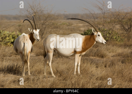 Scimitar-horned Oryx (Oryx Dammah), Réserve de Faune de Guembeul, Senegal Stockfoto