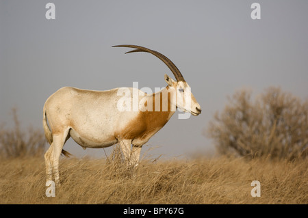 Scimitar-horned Oryx (Oryx Dammah), Réserve de Faune de Guembeul, Senegal Stockfoto