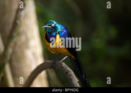 Königlicher oder Golden-breasted Starling Stockfoto