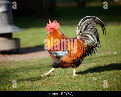 Hühner Freilandhaltung Freilandhaltung glücklich Stockfoto